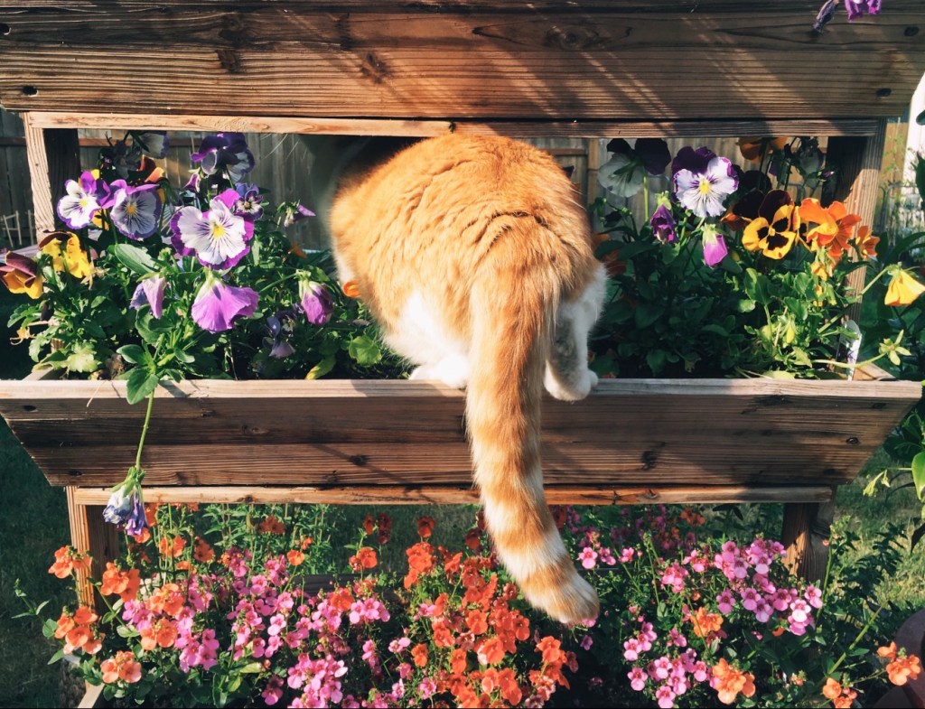 An orange cat in a planter box of pansies and flowers