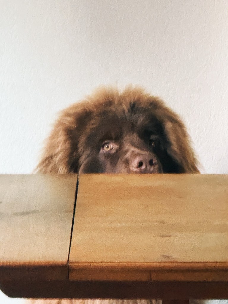 A large brown Newfoundland puppy peeking over the edge of a wooden table, with only his head and eyes visible.