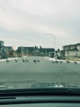 A row of geese crossing a suburban road, blocking traffic on a gray, cloudy day, with a desaturated and moody color edit.